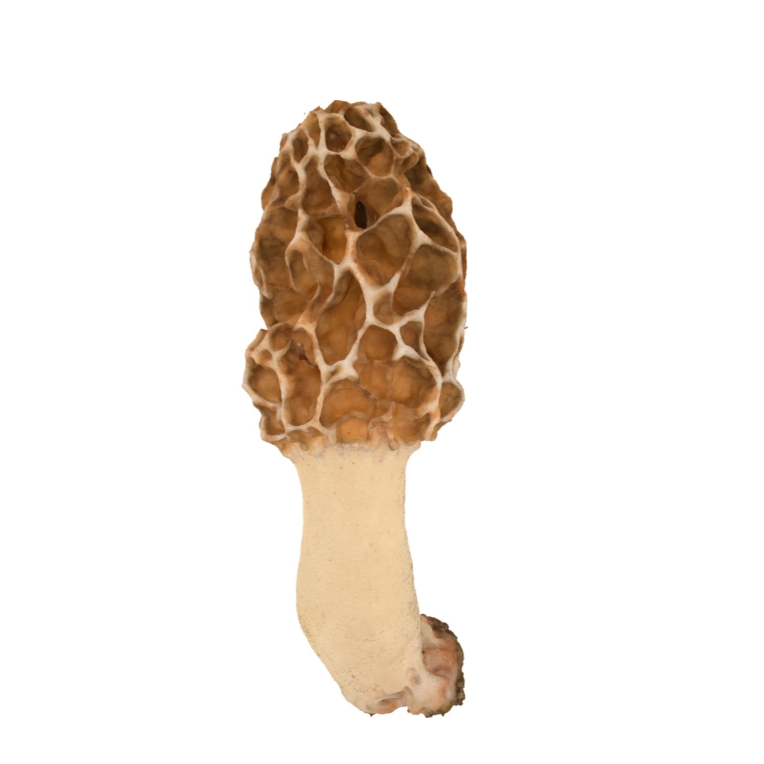 羊肚菌