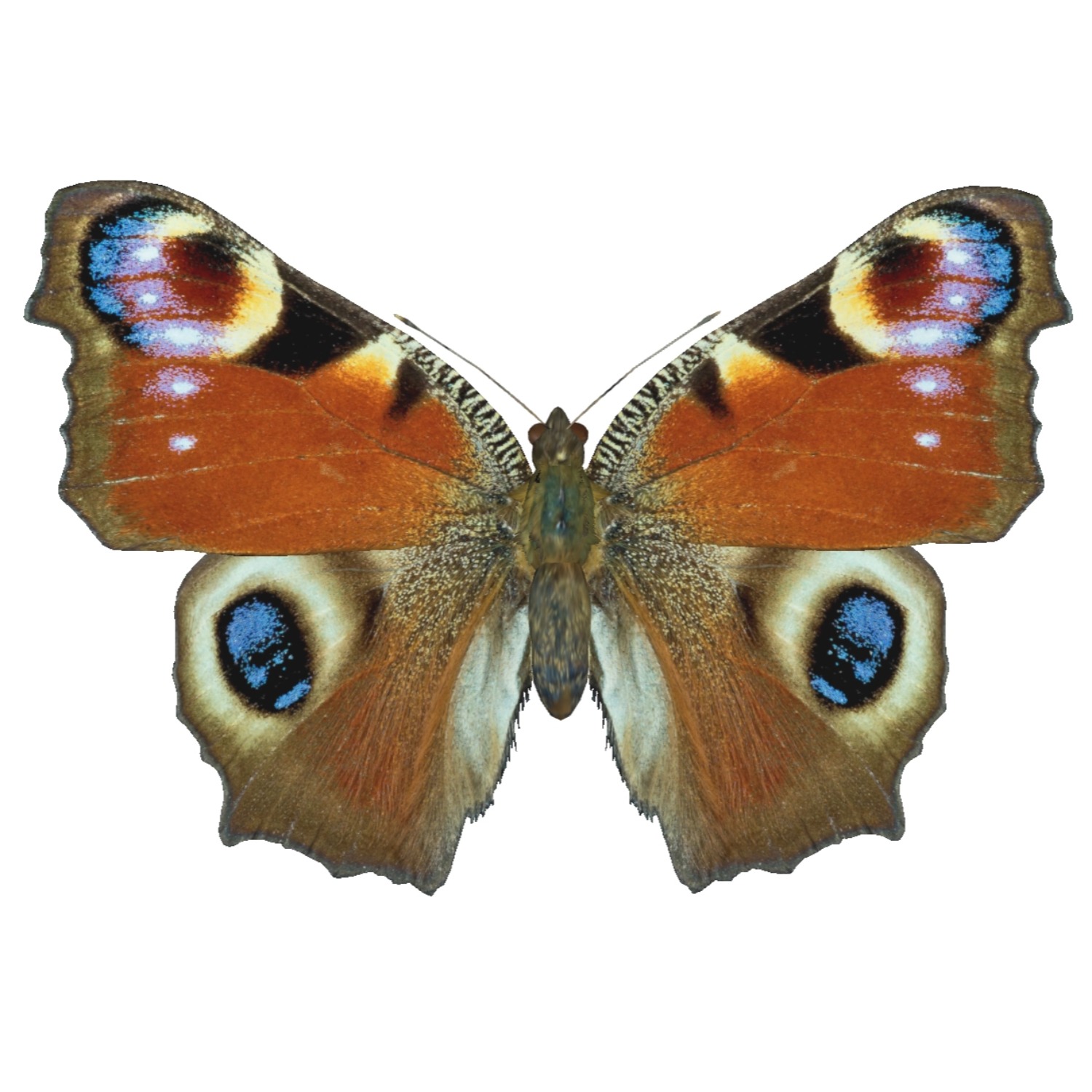 孔雀蛱蝶