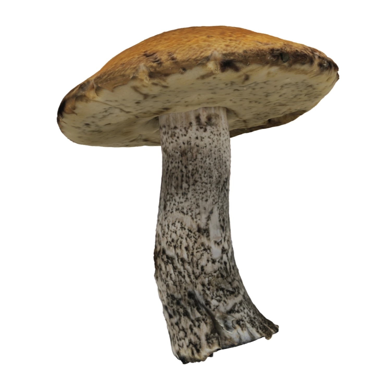 橙桦牛肝菌