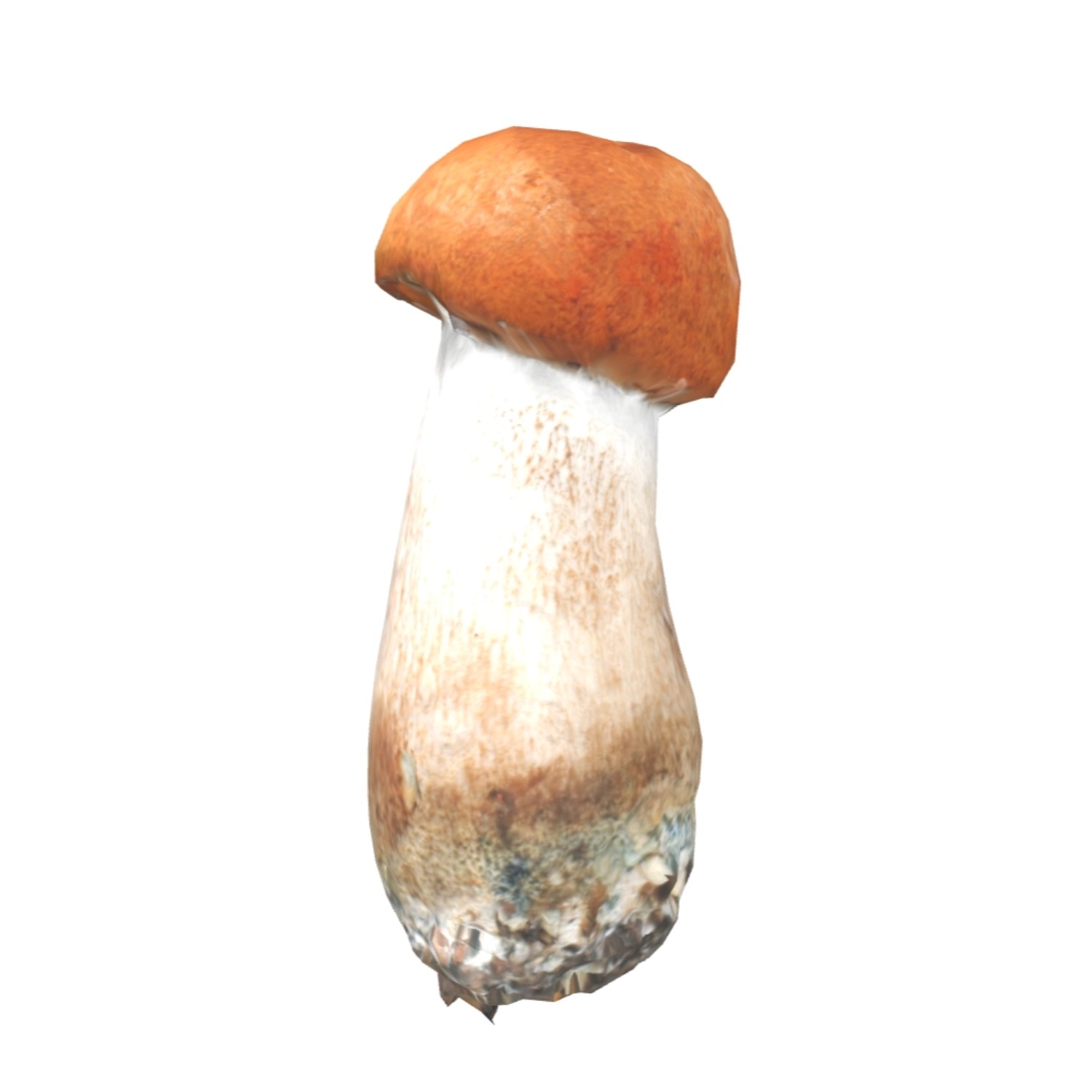 牛肝菌
