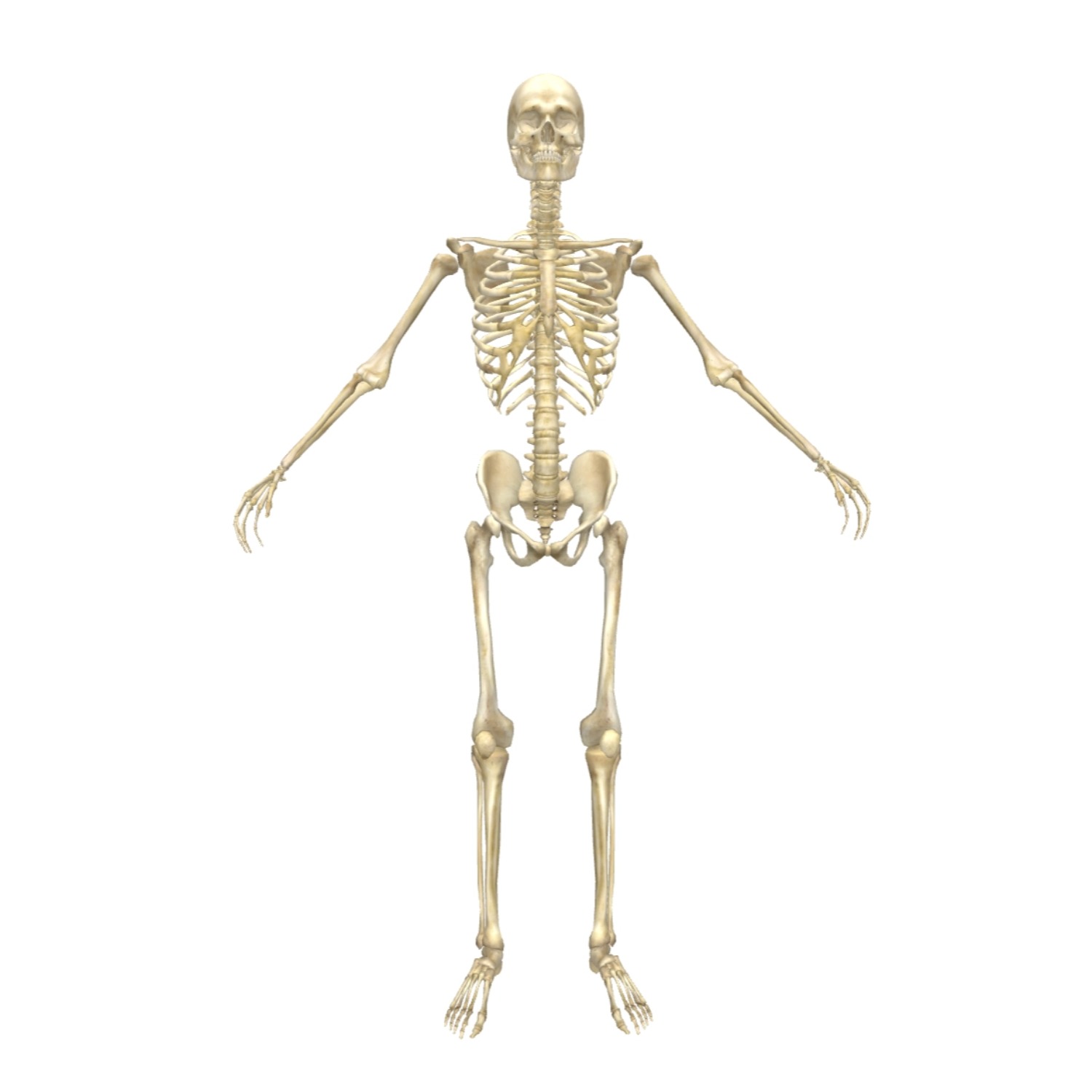 人体骨骼